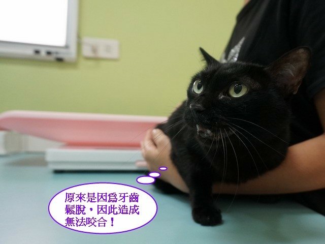 066琪琪拔牙記 (23).jpg
