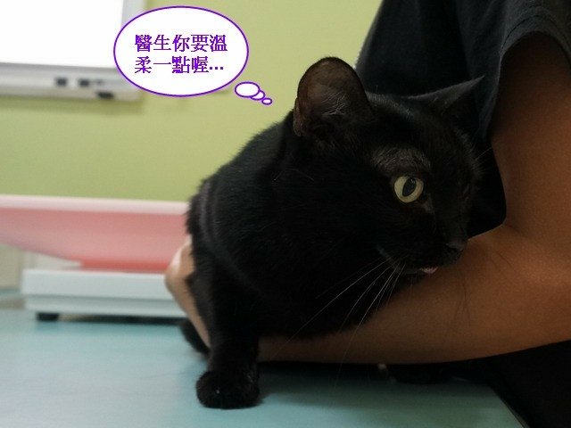 066琪琪拔牙記 (25).jpg