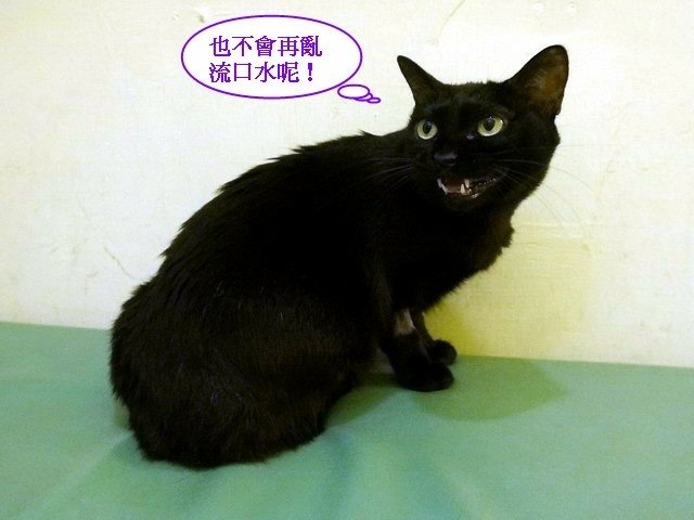 066琪琪拔牙記 (29).jpg