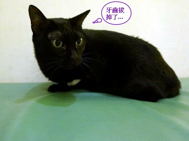 066琪琪拔牙記 (27).jpg