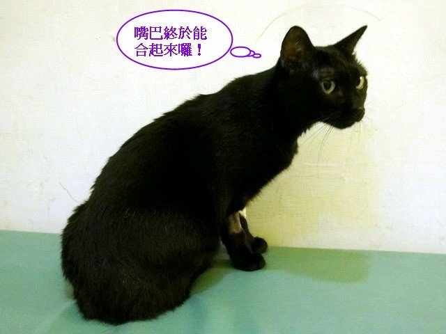 066琪琪拔牙記 (28).jpg