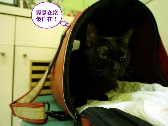 066琪琪拔牙記 (32).jpg