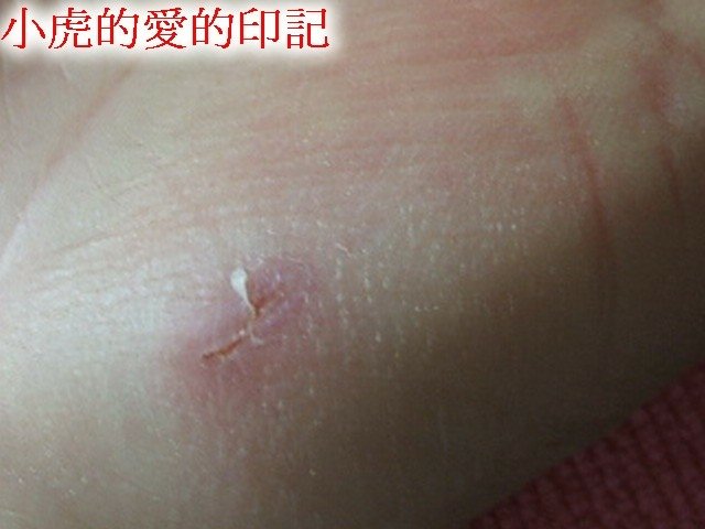 110411居家型顧家貓 (1).jpg