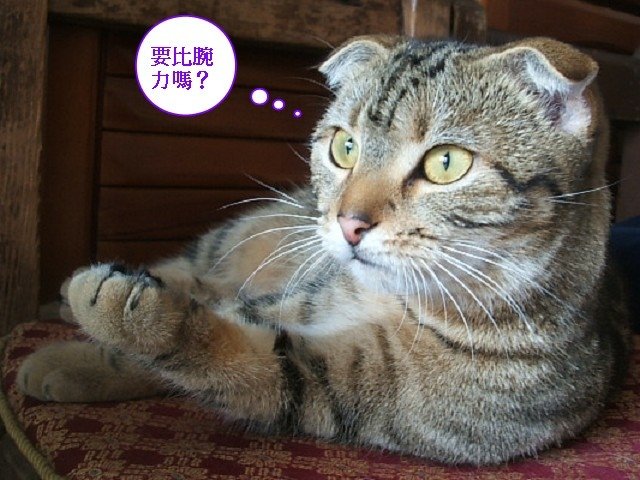 110411居家型顧家貓 (7).JPG