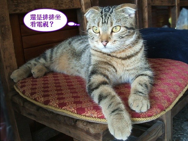 110411居家型顧家貓 (8).JPG
