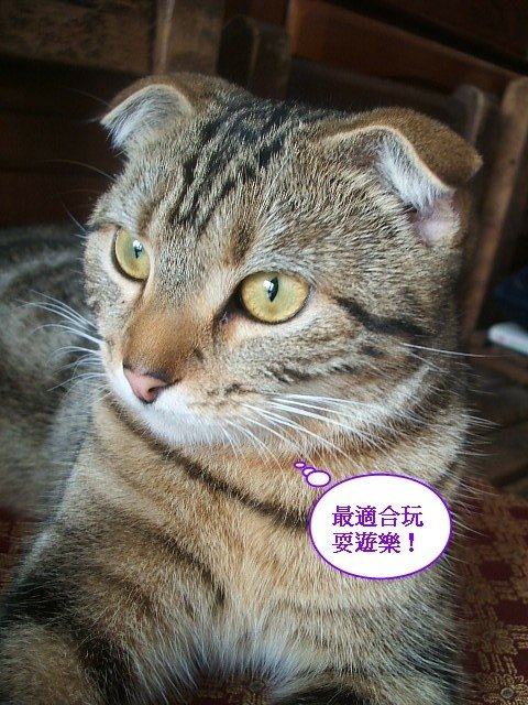 110411居家型顧家貓 (10).JPG