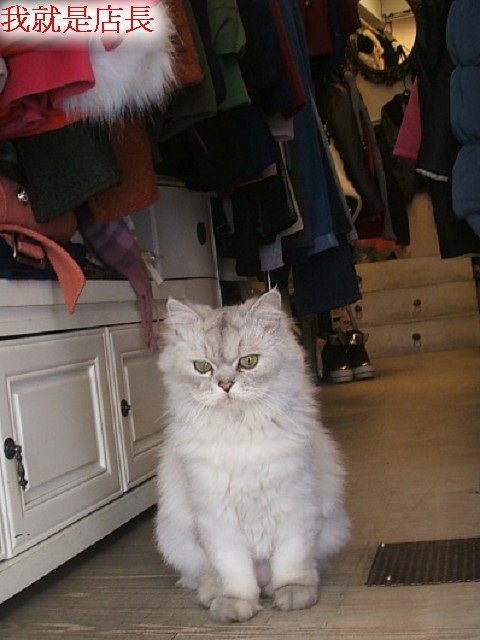 130203服飾店的店長貓 (3).JPG