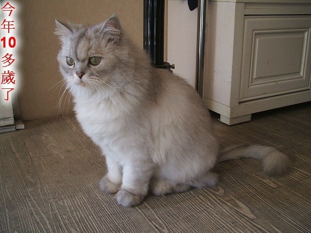 130203服飾店的店長貓 (5).JPG