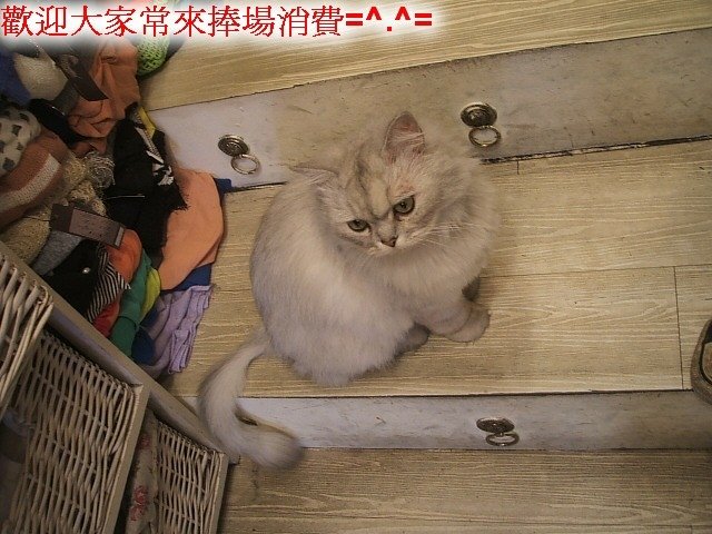 130203服飾店的店長貓 (9).JPG