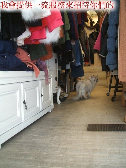 130203服飾店的店長貓 (10).JPG