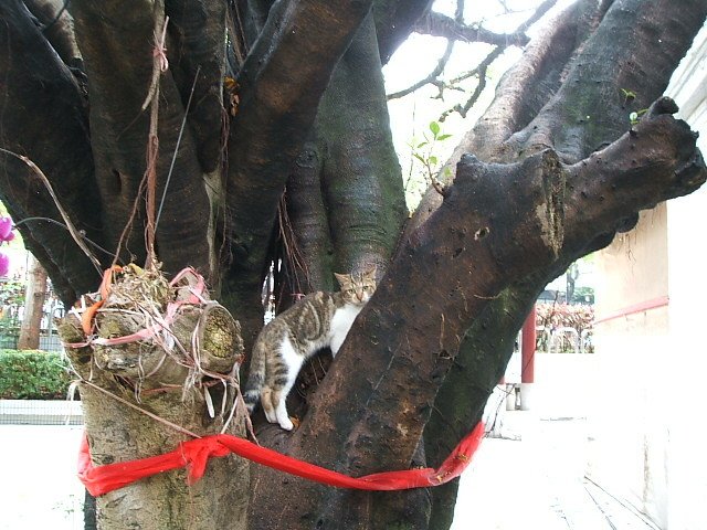 130401福德寺廟貓 (9).JPG