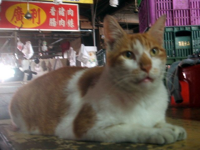 131009水電行店貓%26;黃昏市場店貓 (17).jpg
