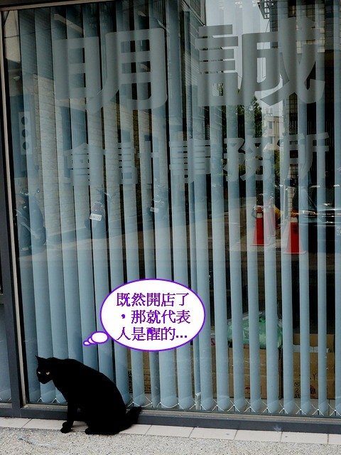 140530會計事務所店貓 (2).jpg