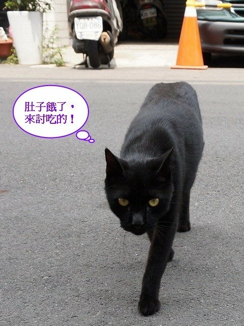 140530會計事務所店貓 (1).jpg