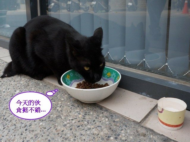 140530會計事務所店貓 (6).jpg