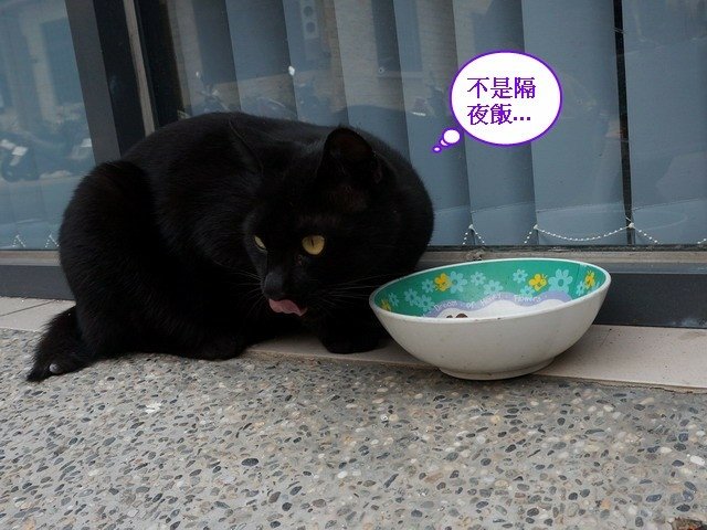 140530會計事務所店貓 (8).jpg