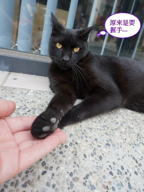 140530會計事務所店貓 (17).jpg