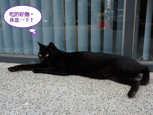 140530會計事務所店貓 (15).jpg