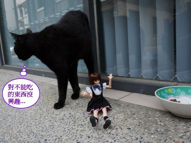 140530會計事務所店貓 (14).jpg