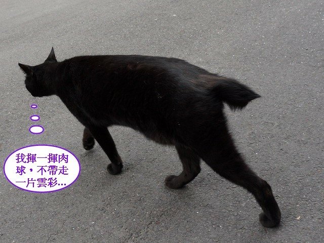 140530會計事務所店貓 (20).jpg