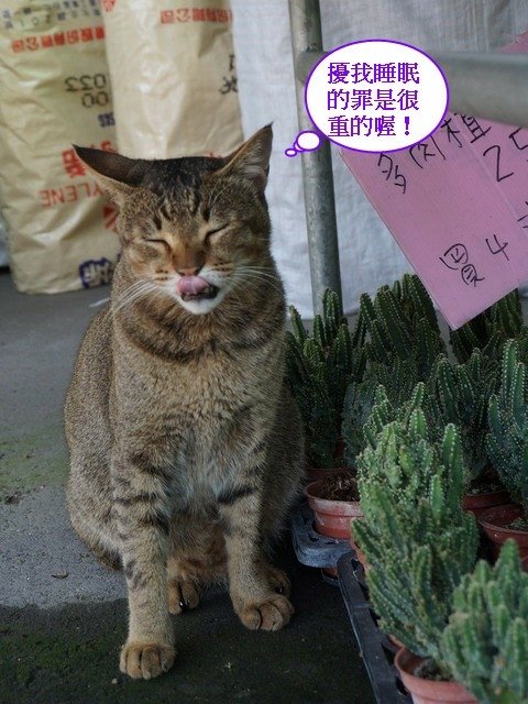 140616八角花市的酷帥店貓 (7).jpg