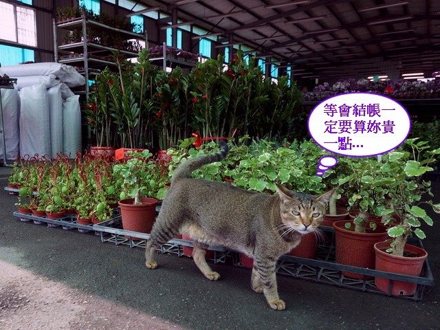 140616八角花市的酷帥店貓 (10).jpg