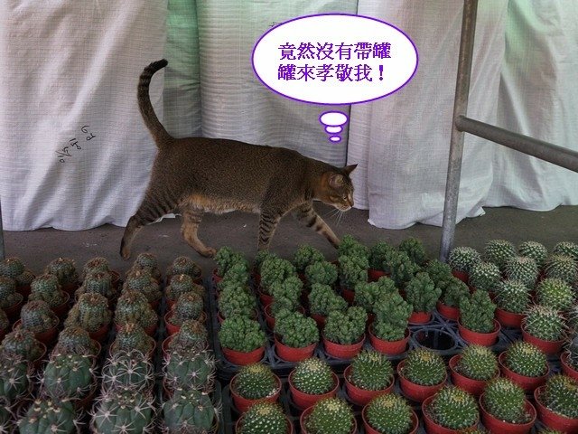 140616八角花市的酷帥店貓 (9).jpg