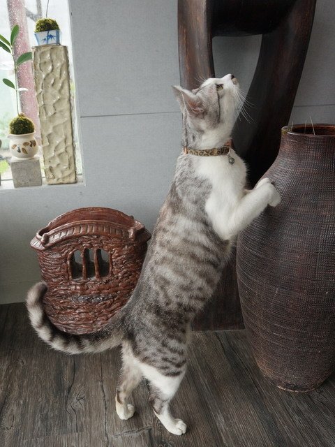 140706都市喵喵愛多肉 (8).jpg