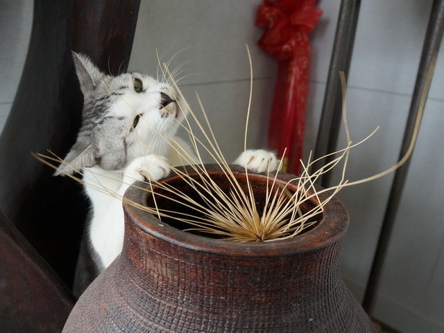 140706都市喵喵愛多肉 (10).jpg