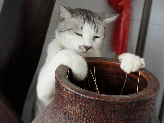 140706都市喵喵愛多肉 (12).jpg