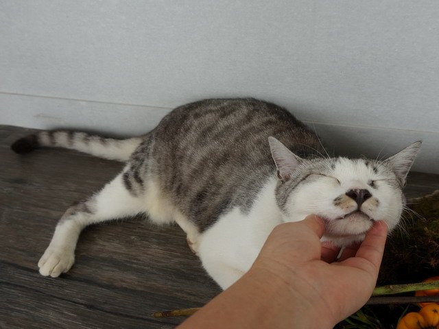 140706都市喵喵愛多肉 (22).jpg