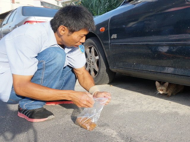 140824工地的保全貓 (6).jpg