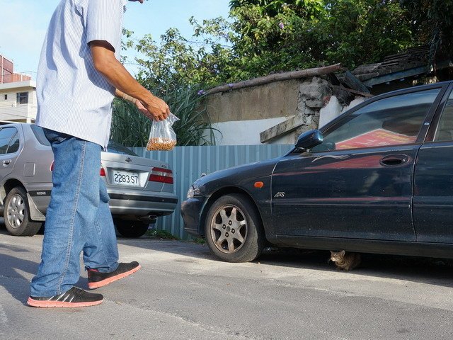 140824工地的保全貓 (4).jpg