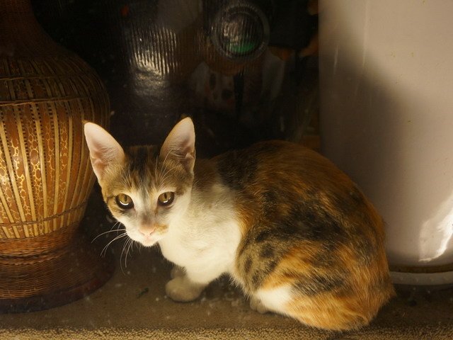 140907茶葉店的喵星人 (2).jpg