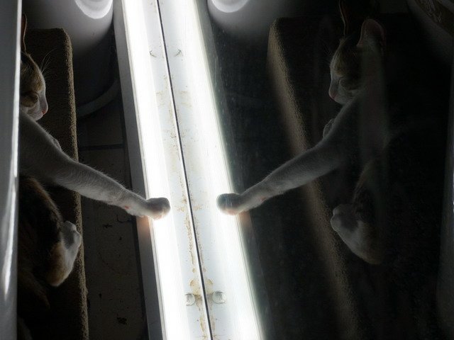 140907茶葉店的喵星人 (3).jpg