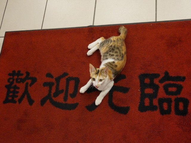 140907茶葉店的喵星人 (4).jpg