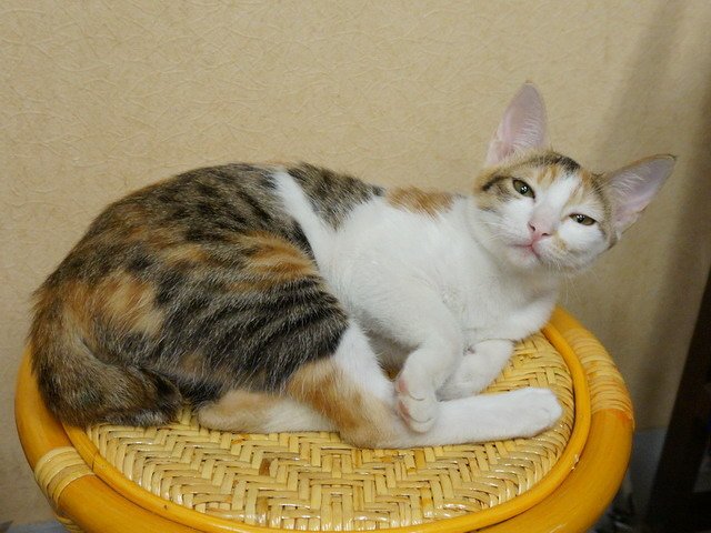 140907茶葉店的喵星人 (10).jpg