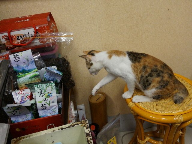 140907茶葉店的喵星人 (11).jpg