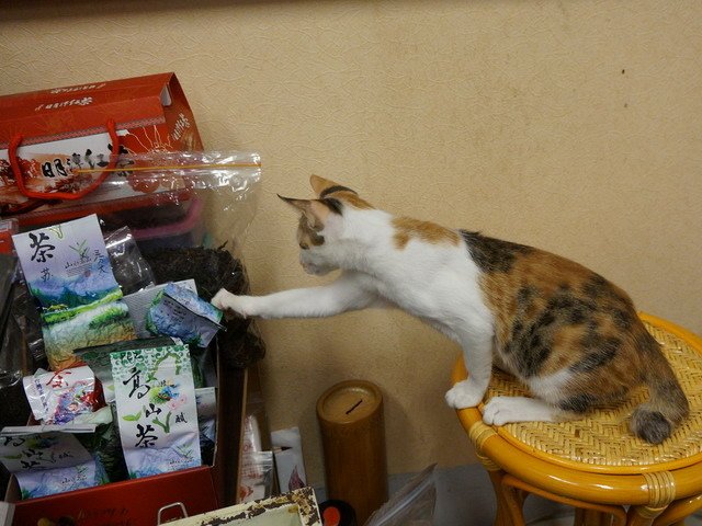 140907茶葉店的喵星人 (12).jpg