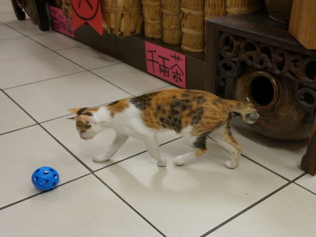 140907茶葉店的喵星人 (13).jpg