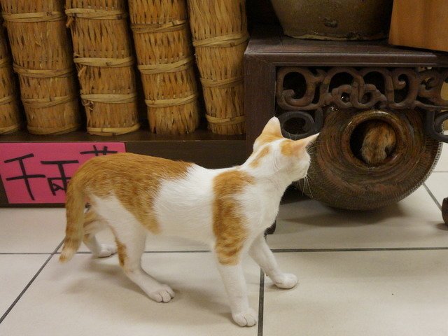 140907茶葉店的喵星人 (14).jpg