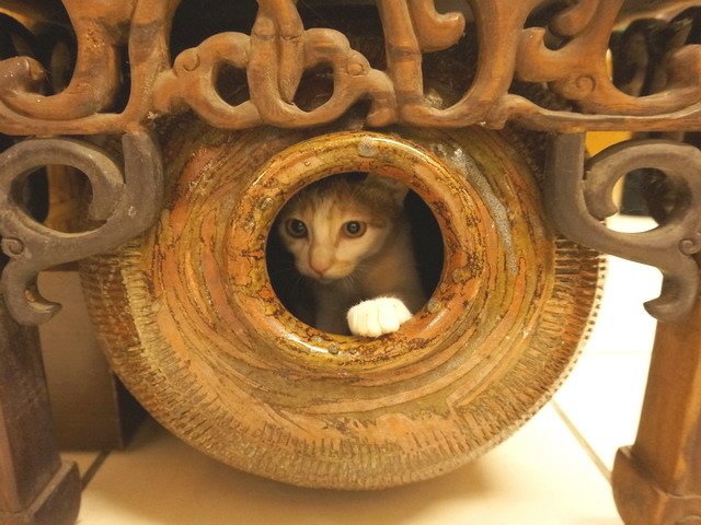 140907茶葉店的喵星人 (16).jpg