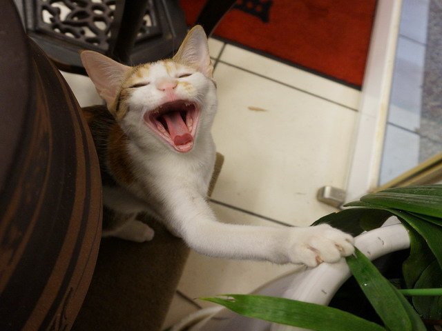 140907茶葉店的喵星人 (22).jpg