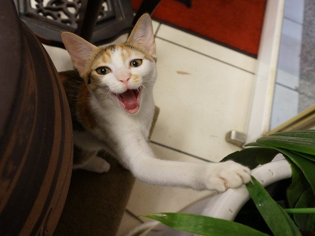140907茶葉店的喵星人 (21).jpg
