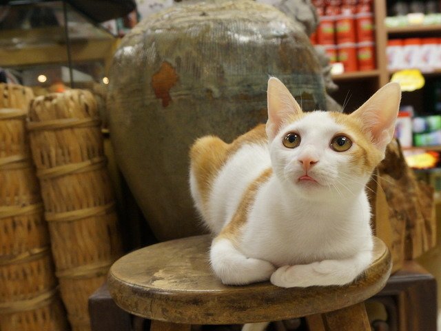 140907茶葉店的喵星人 (32).jpg