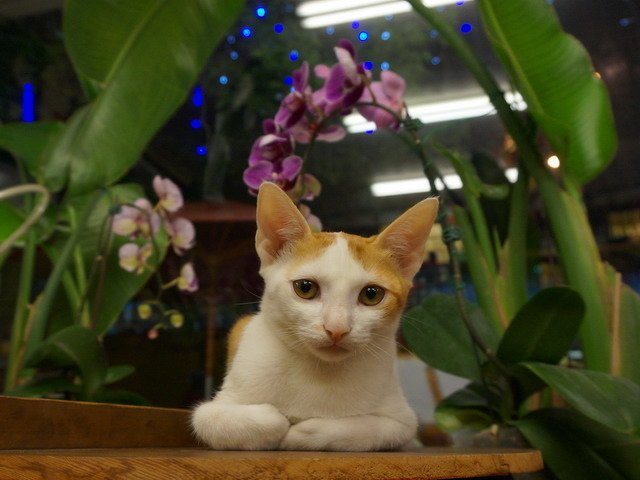 140907茶葉店的喵星人 (31).jpg