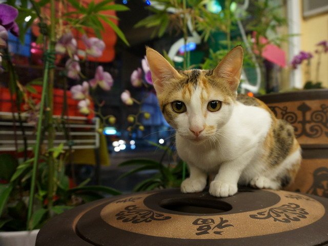 140907茶葉店的喵星人 (34).jpg