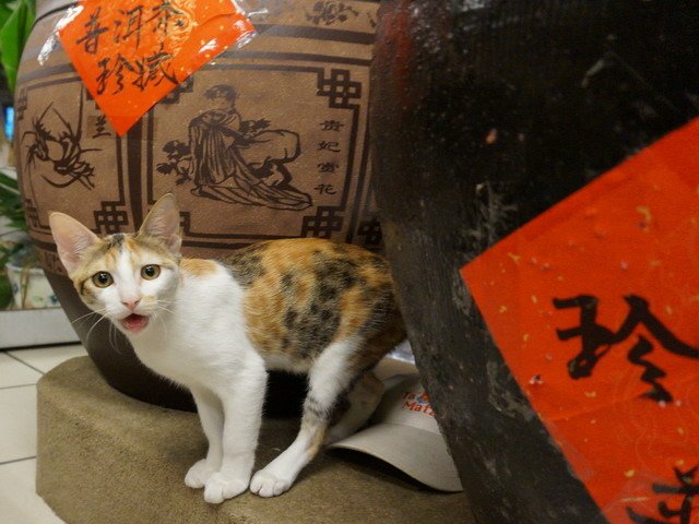 140907茶葉店的喵星人 (35).jpg