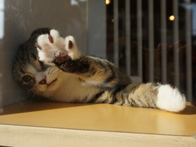 150108巧遇野生瞳瞳 (10).jpg