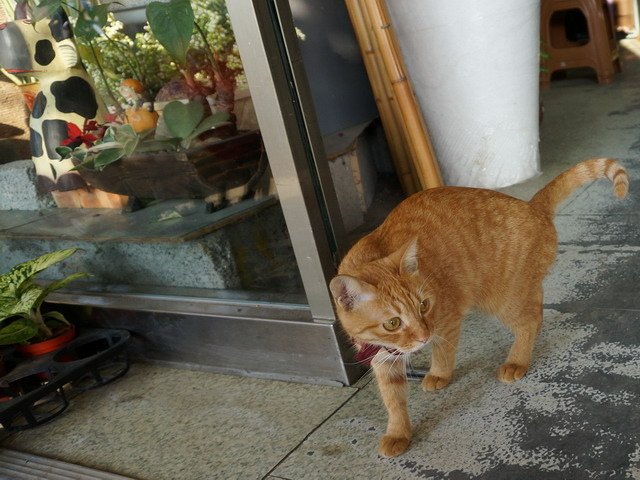 150109花藝店的一窩貓 (6).jpg